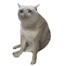 CASHCAT